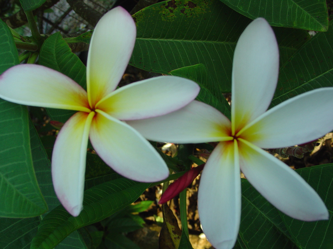 Elza Plumeria Introduced by Florida Colors Nursery