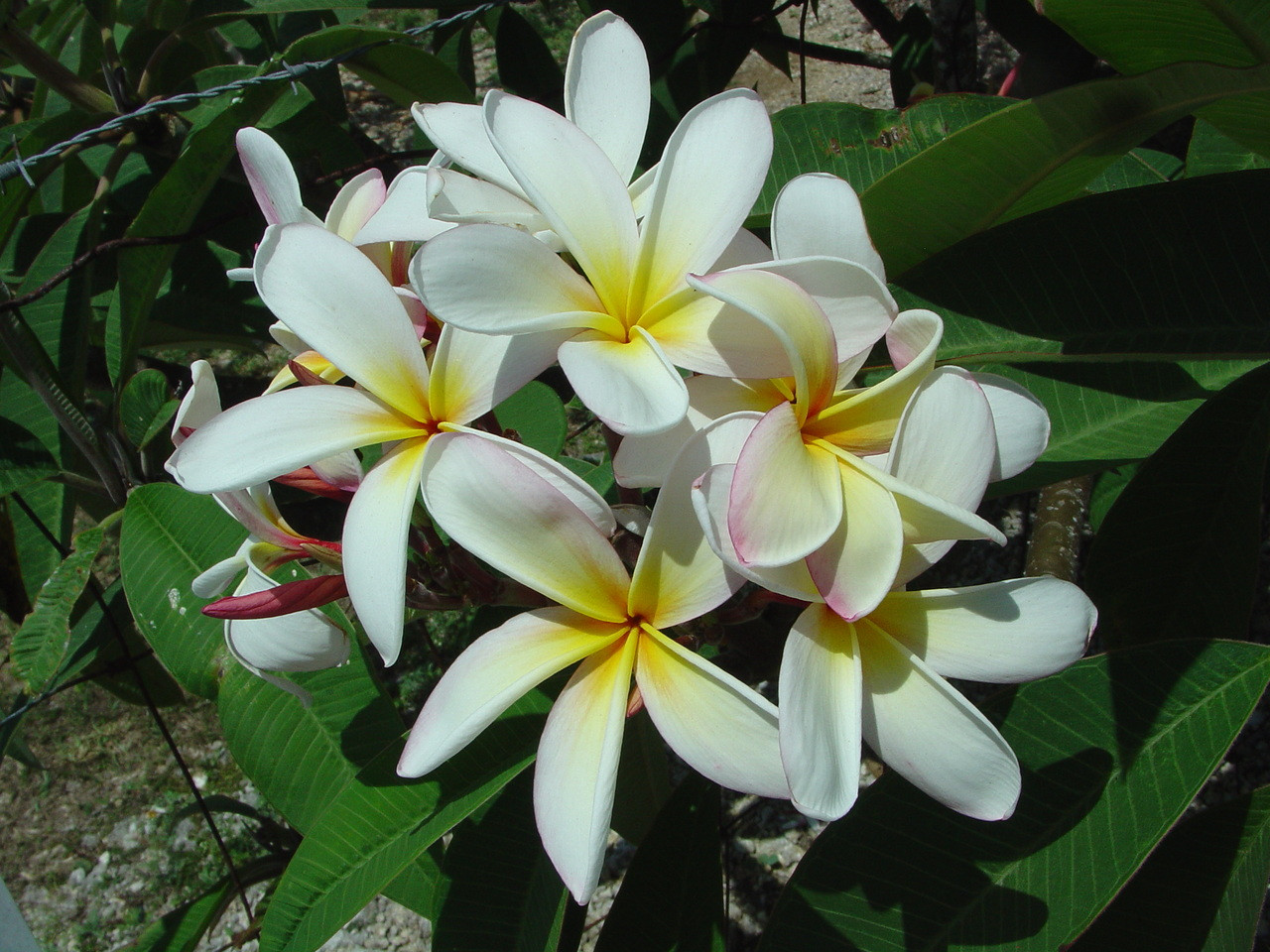 Elza Plumeria Introduced by Florida Colors Nursery