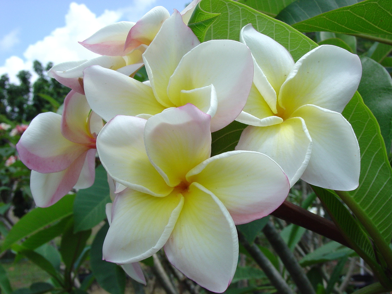 Edi Moragne Plumeria