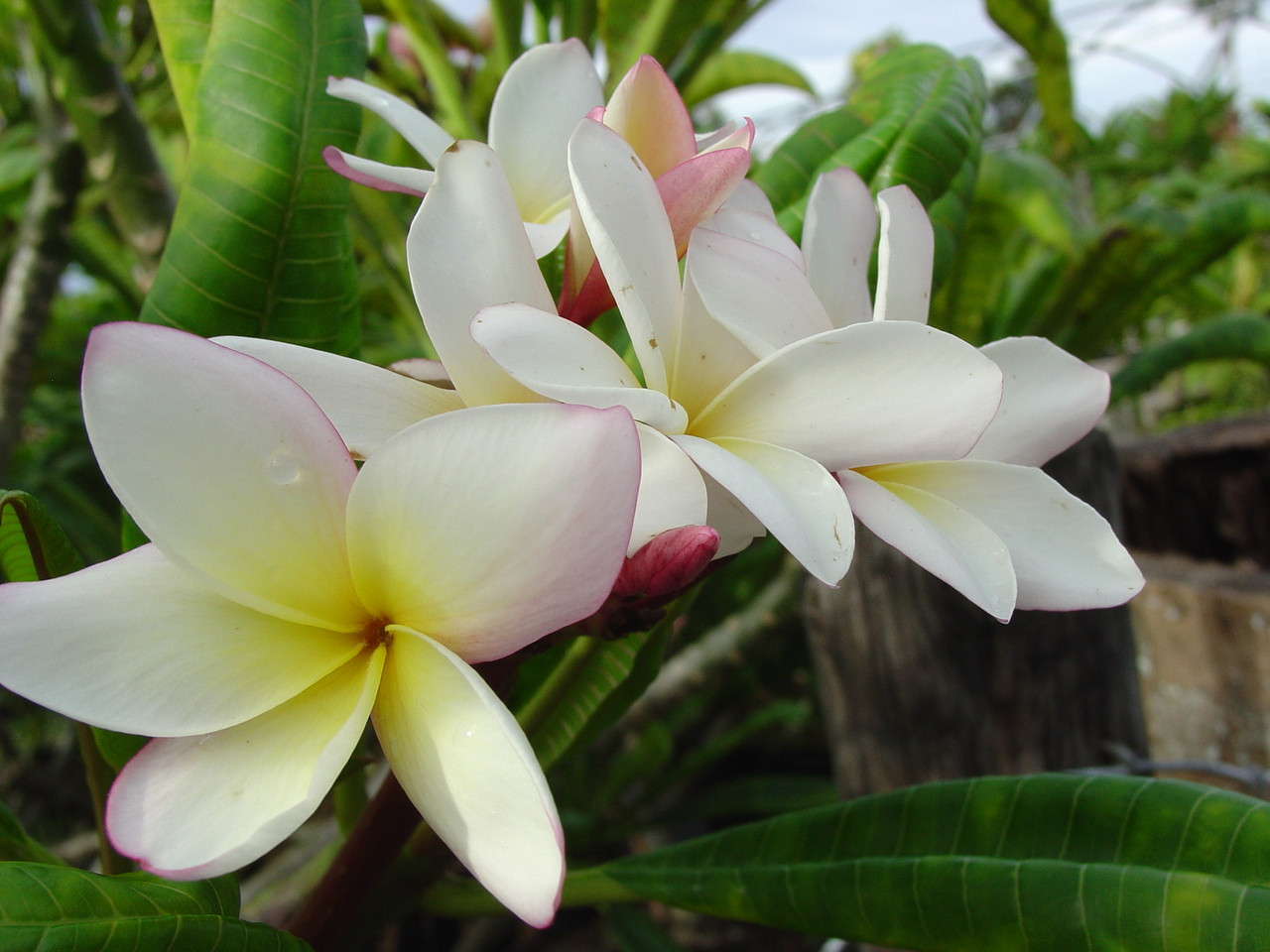 Edi Moragne Plumeria