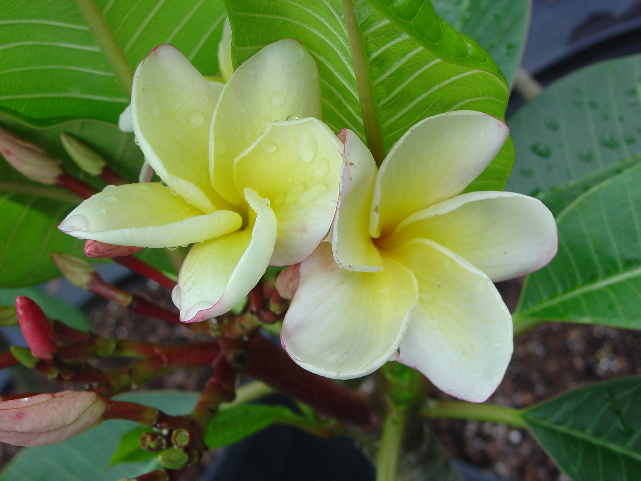 Edi Moragne Plumeria