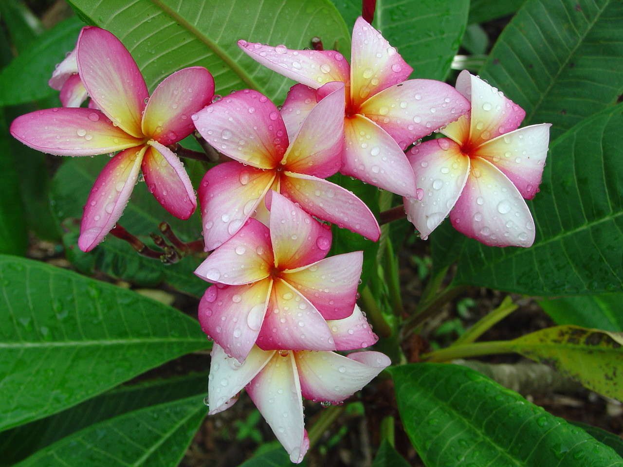 超人気高品質 Englewood Plumeria シャンプー