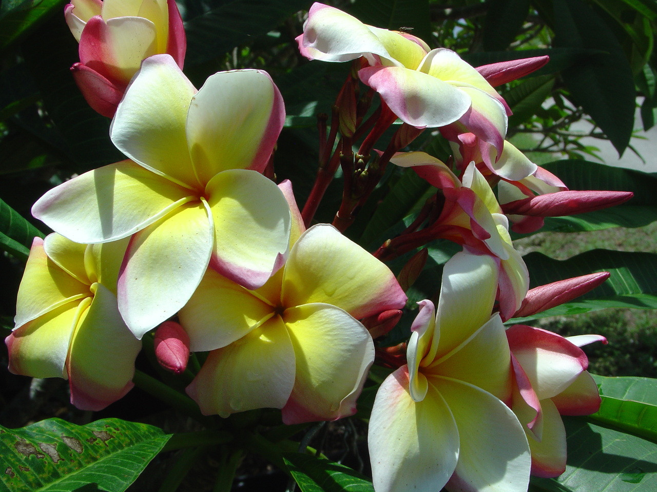 Great Yellow Rainbow Plumeria