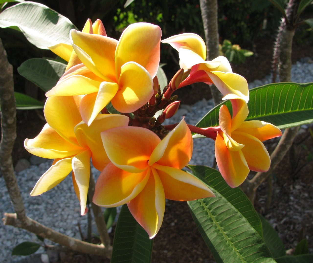 Hawaiian Rose JL Plumeria