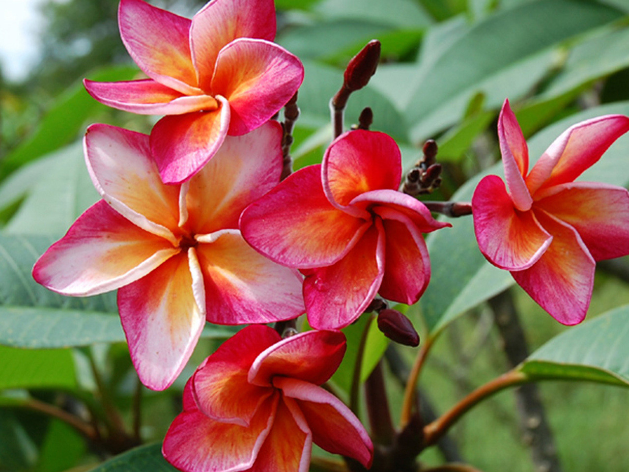 Tiger Plumeria Introduced by Jungle Jack aka J 50