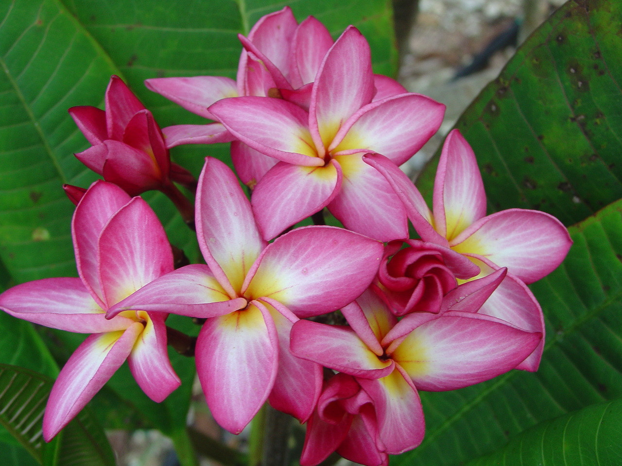 J Star Plumeria Introduced by Jungle Jack aka JJ Vienna Rose