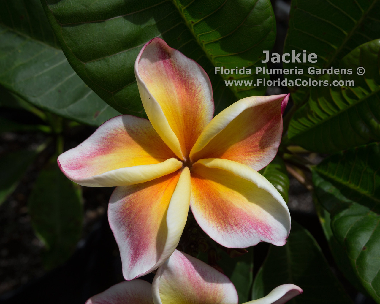 Jackie Plumeria Introduced by Jungle Jack