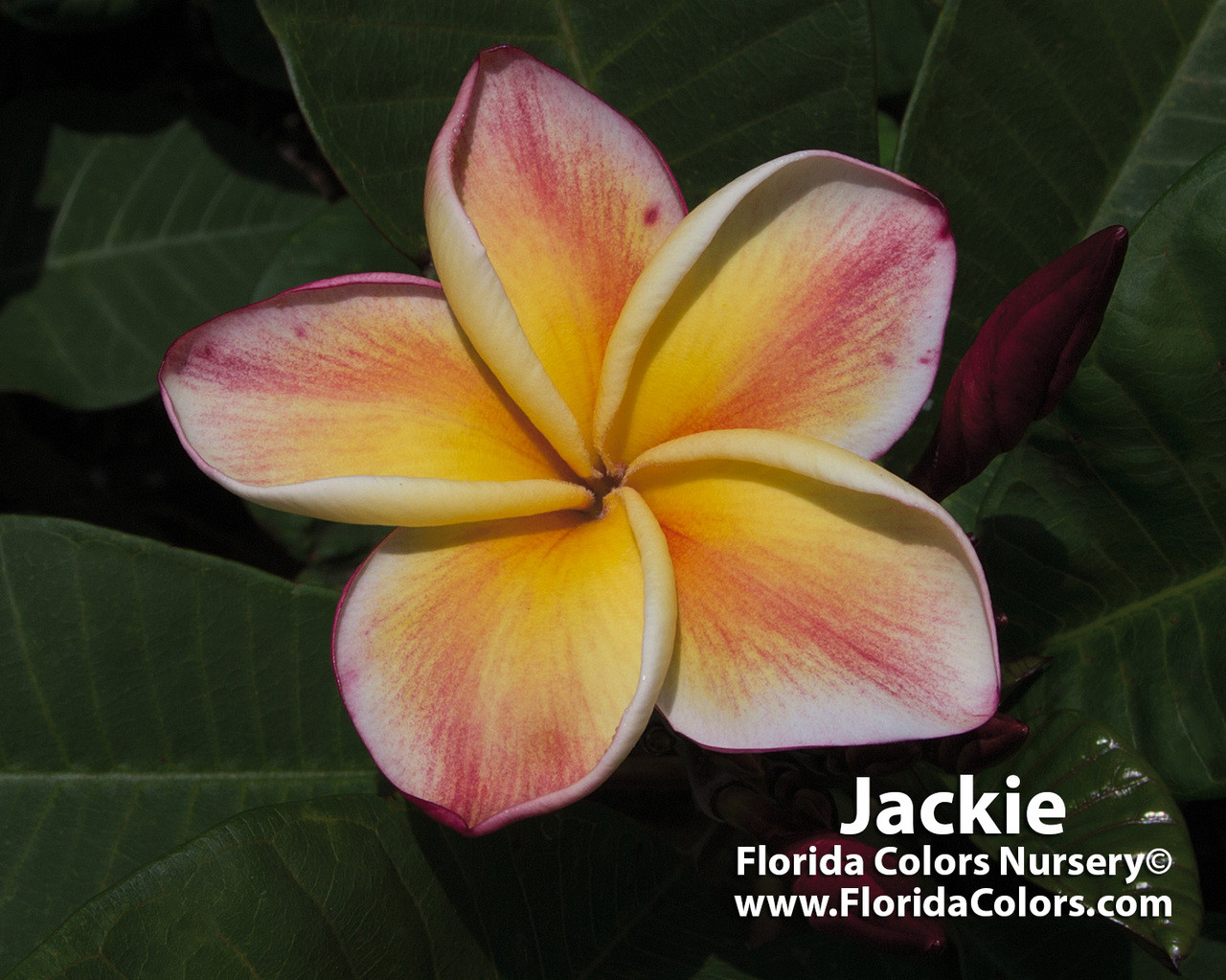 Jackie Plumeria Introduced by Jungle Jack