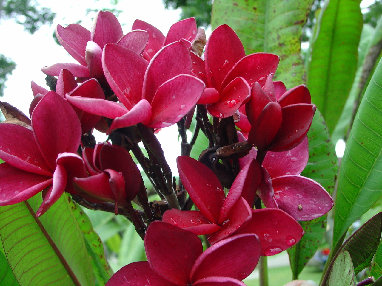 Jordan Plumeria Introduced by Florida Colors Nursery