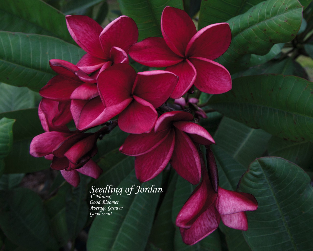 Jordan Plumeria Introduced by Florida Colors Nursery