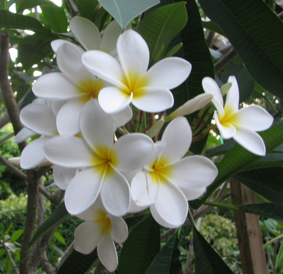 Madame Galibert Plumeria