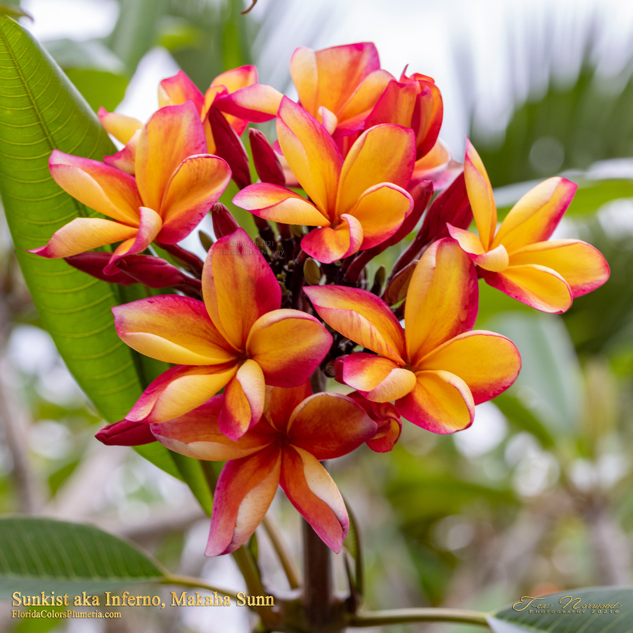 Makaha Sunn aka Sunkist, Inferno Plumeria