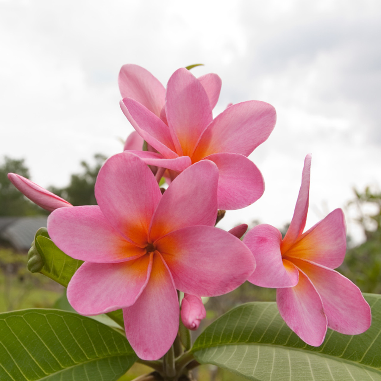 Equinox Scarf - Pink Plumeria Maui