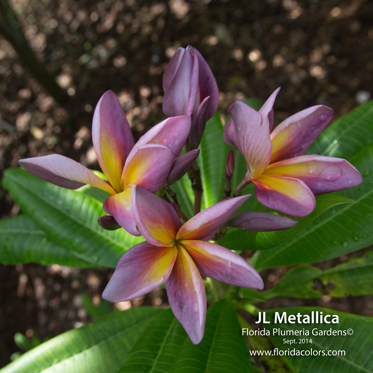 Metallica JL aka Metallica Plumeria