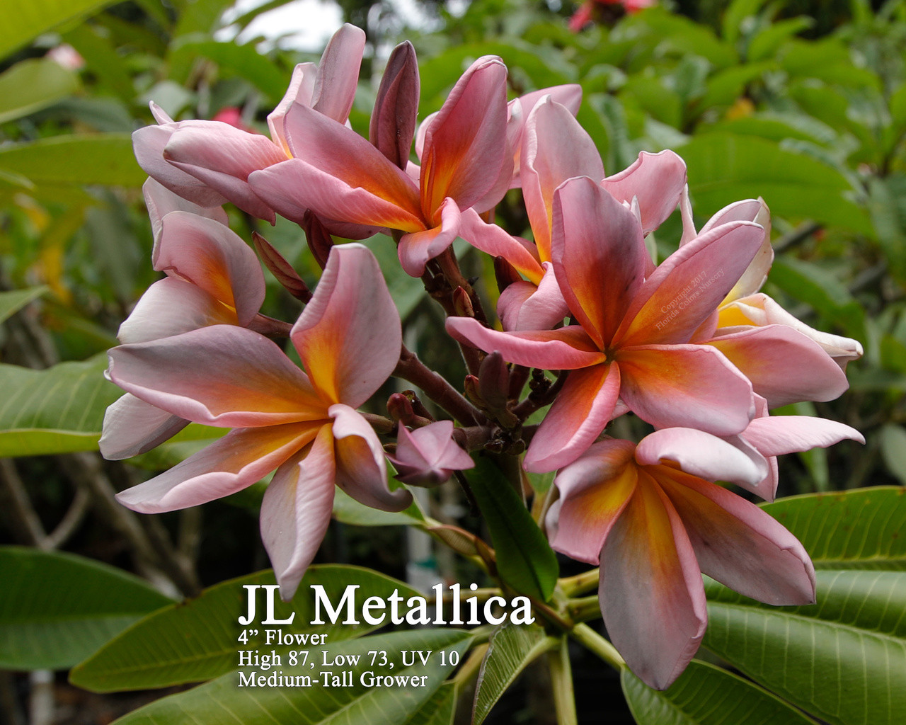 Metallica JL aka Metallica Plumeria