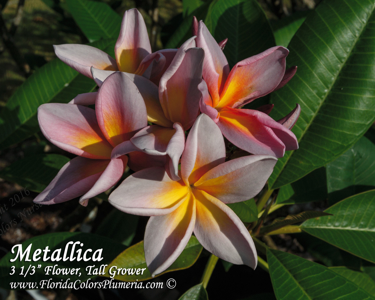 Metallica JL aka Metallica Plumeria
