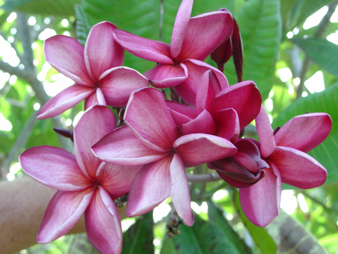 Michelle Gervais Plumeria Introduced by Florida Colors Nursery