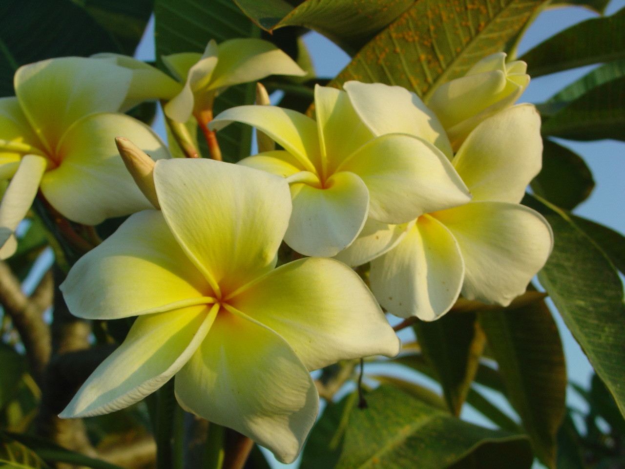Naples Yellow Plumeria Introduced by Florida Colors Nursery