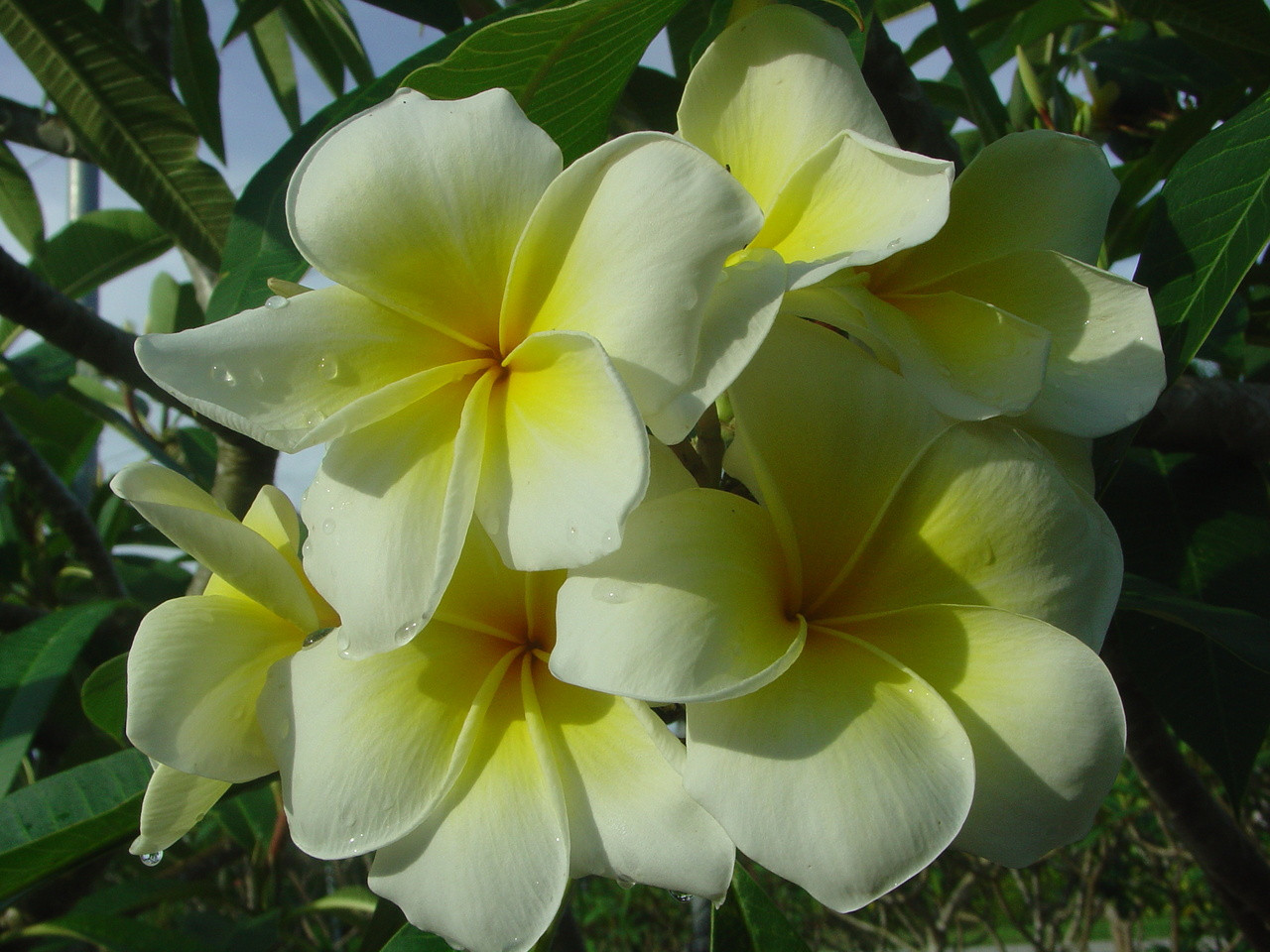 Naples Yellow Plumeria Florida Colors Nursery