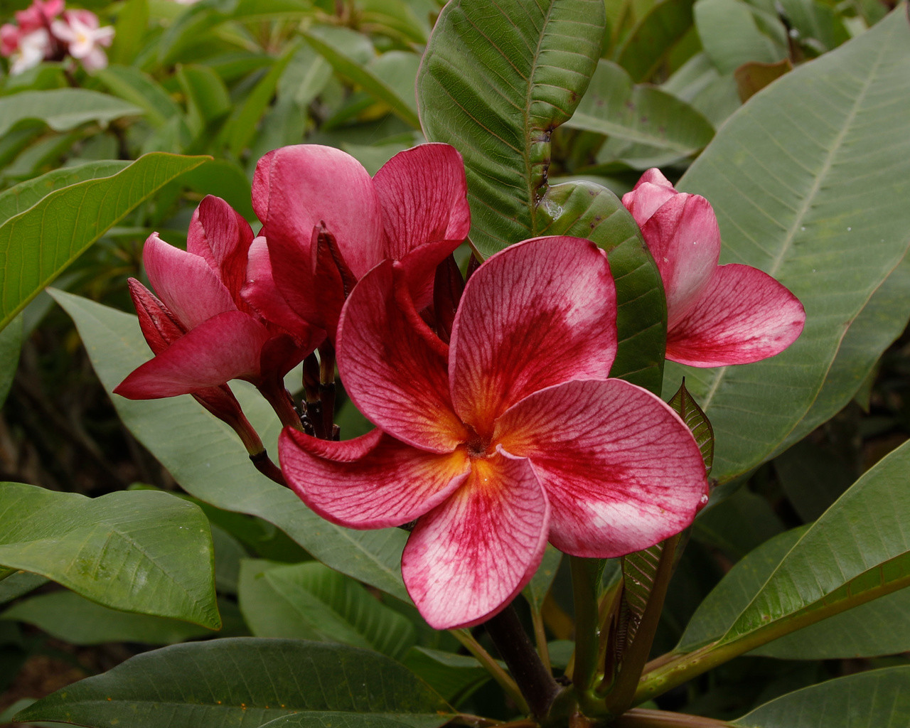 Nebula Plumeria Introduced by Florida Colors Nursery