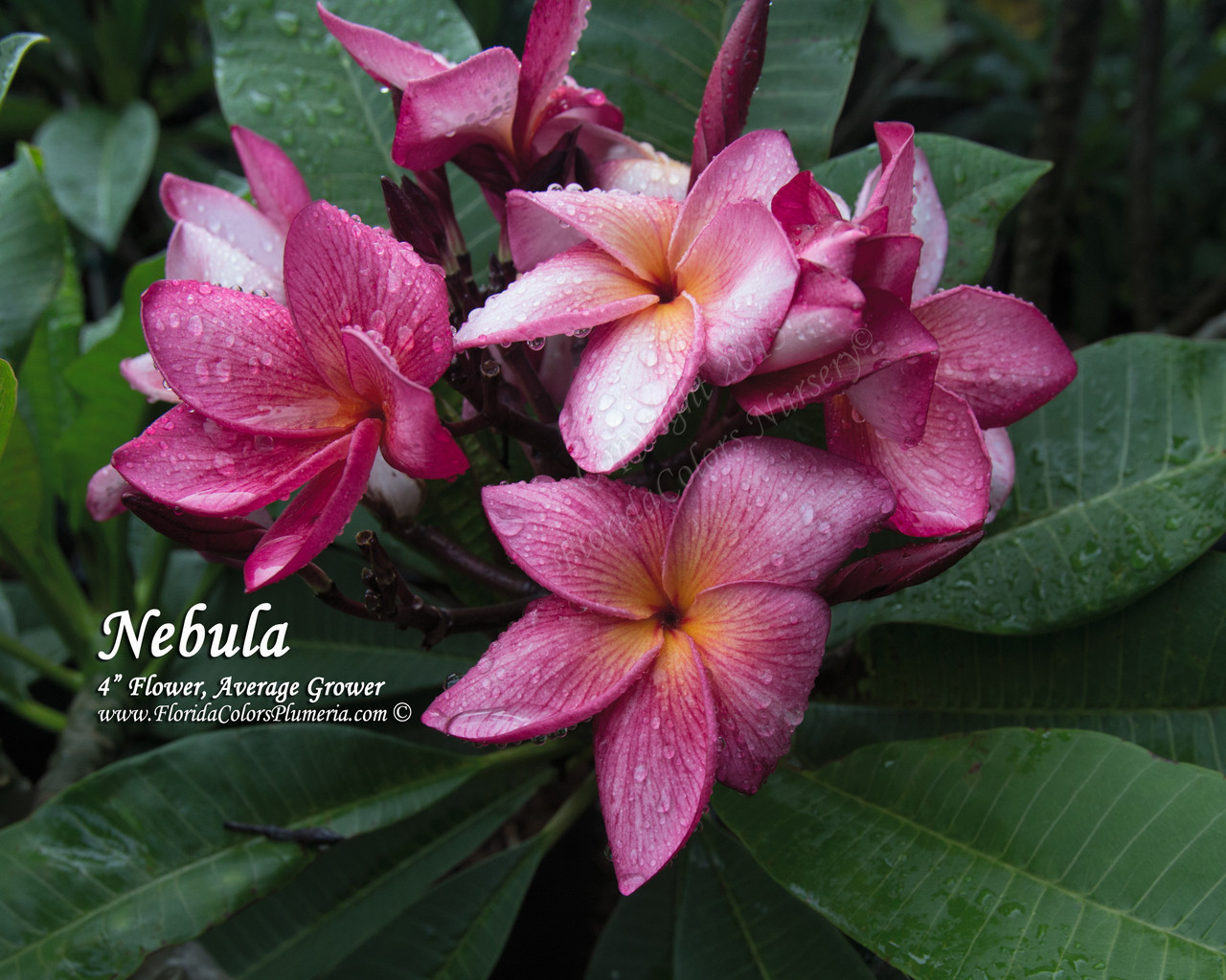 Nebula Plumeria Introduced by Florida Colors Nursery