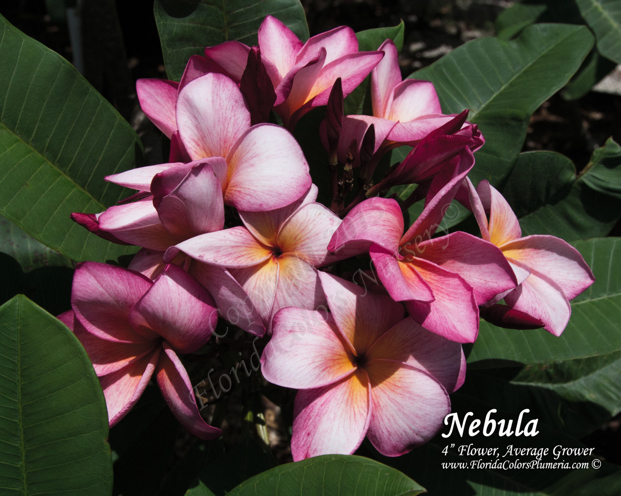 Nebula Plumeria Introduced by Florida Colors Nursery