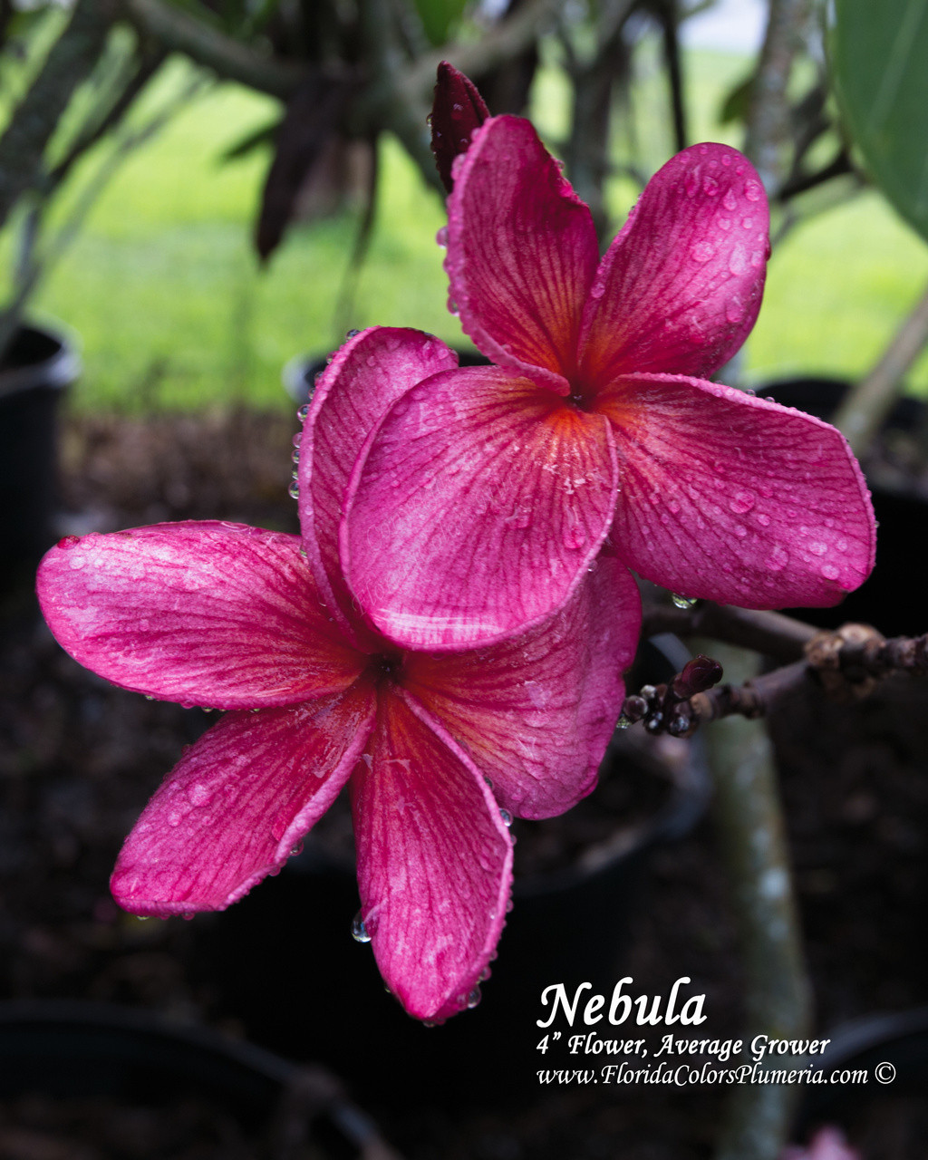Nebula Plumeria Introduced by Florida Colors Nursery