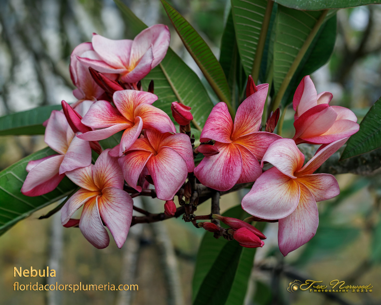 ＊Plumeria＊ Nebula Plumeria Introduced by Florida Colors Nursery