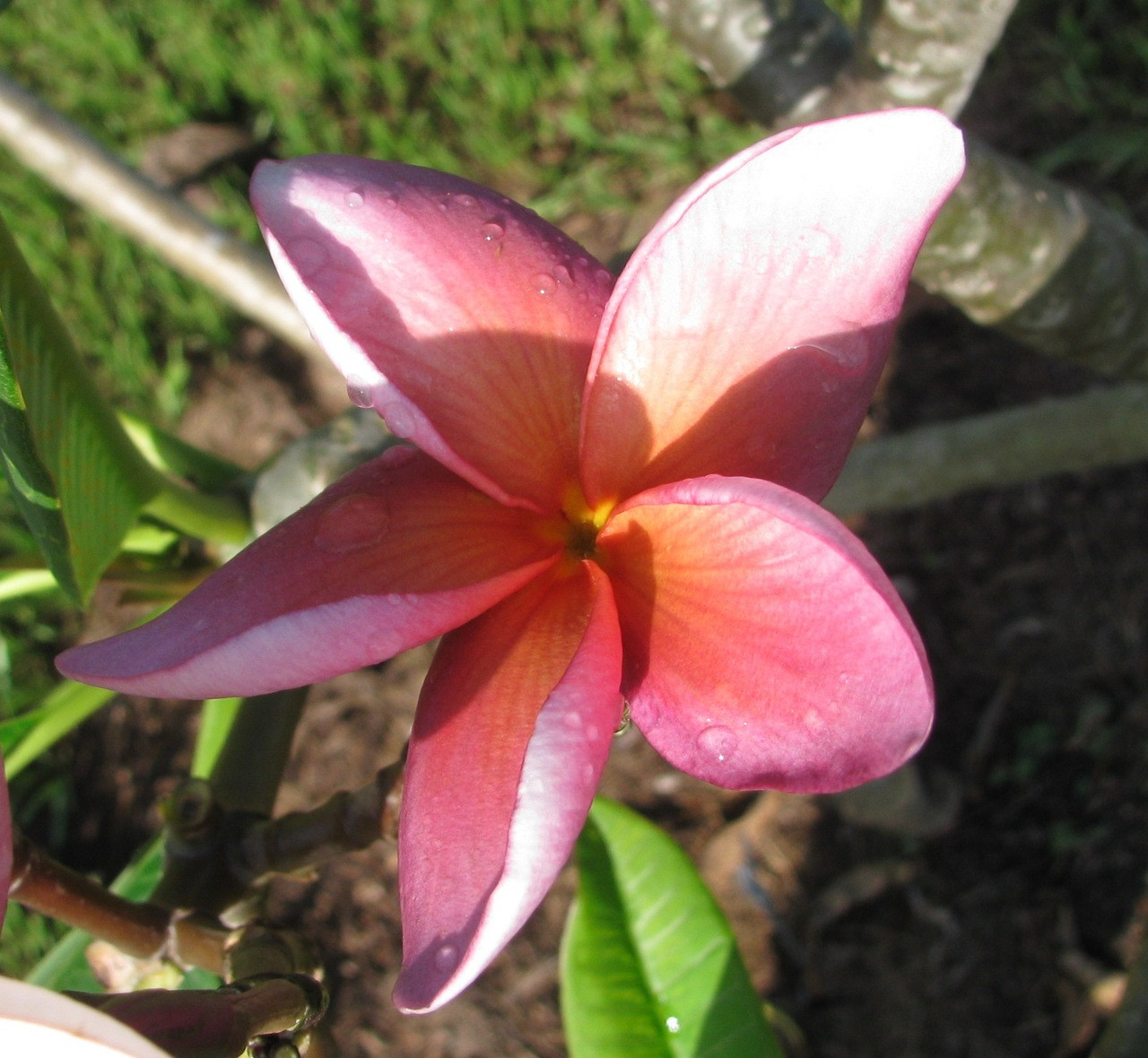 Cherokee Geisha Plumeria Introduced by Jungle Jack aka New Violet