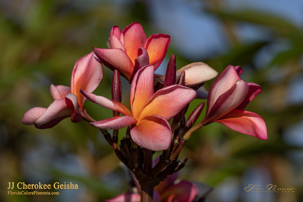 Cherokee Geisha Plumeria Introduced by Jungle Jack aka New Violet