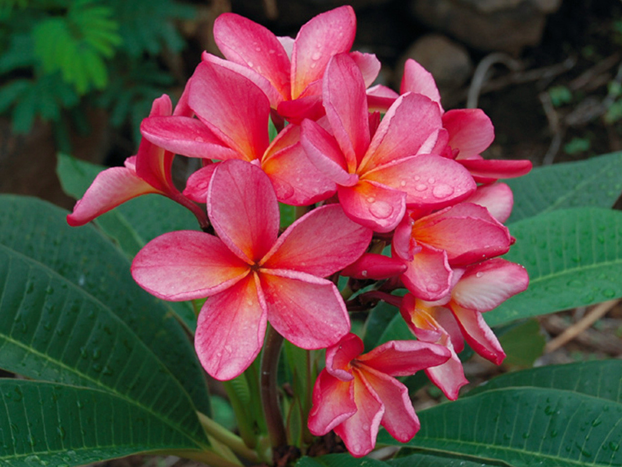 Preecha 67 Plumeria