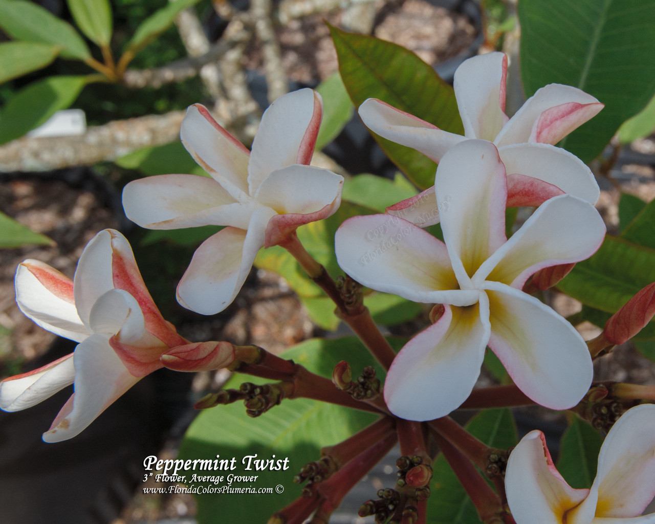 Peppermint Twist Plumeria Introduced by Florida Colors Nursery