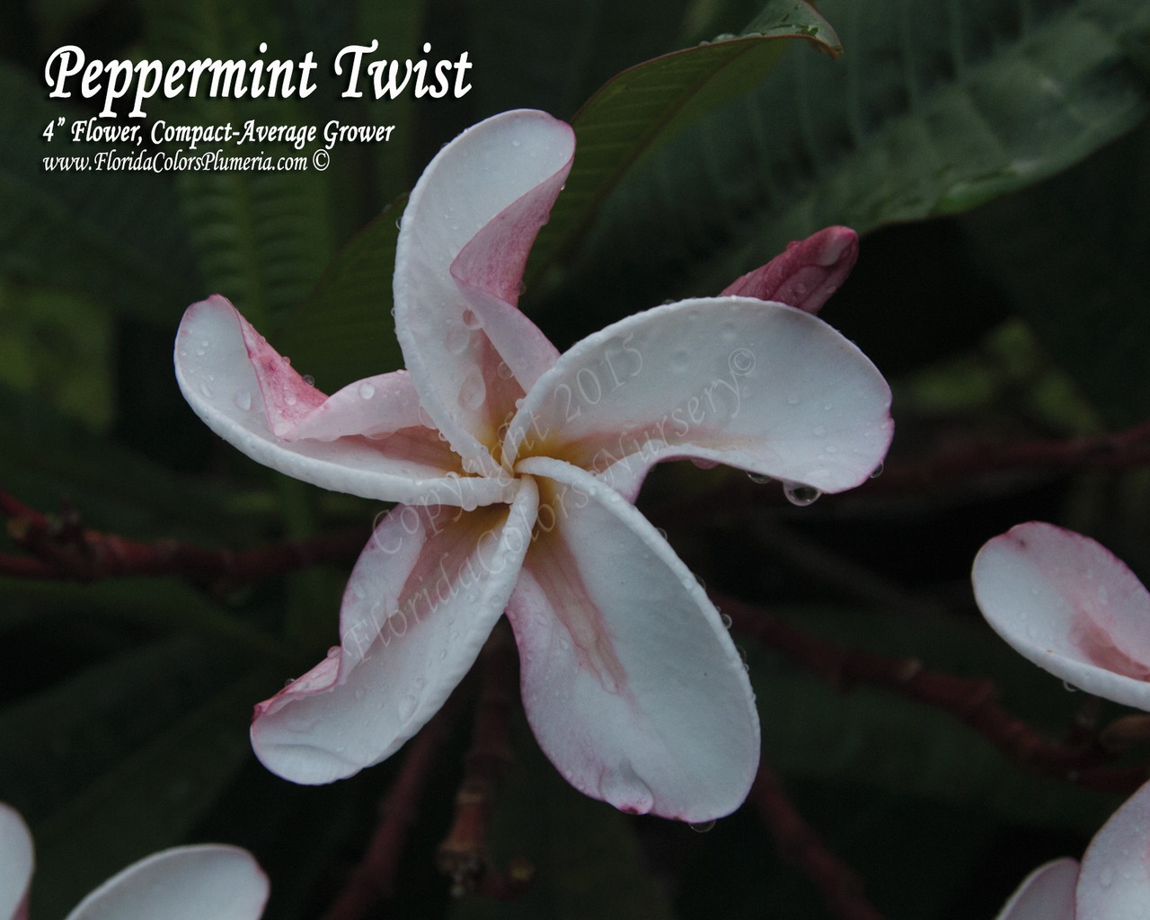 Peppermint Twist Plumeria Introduced by Florida Colors Nursery