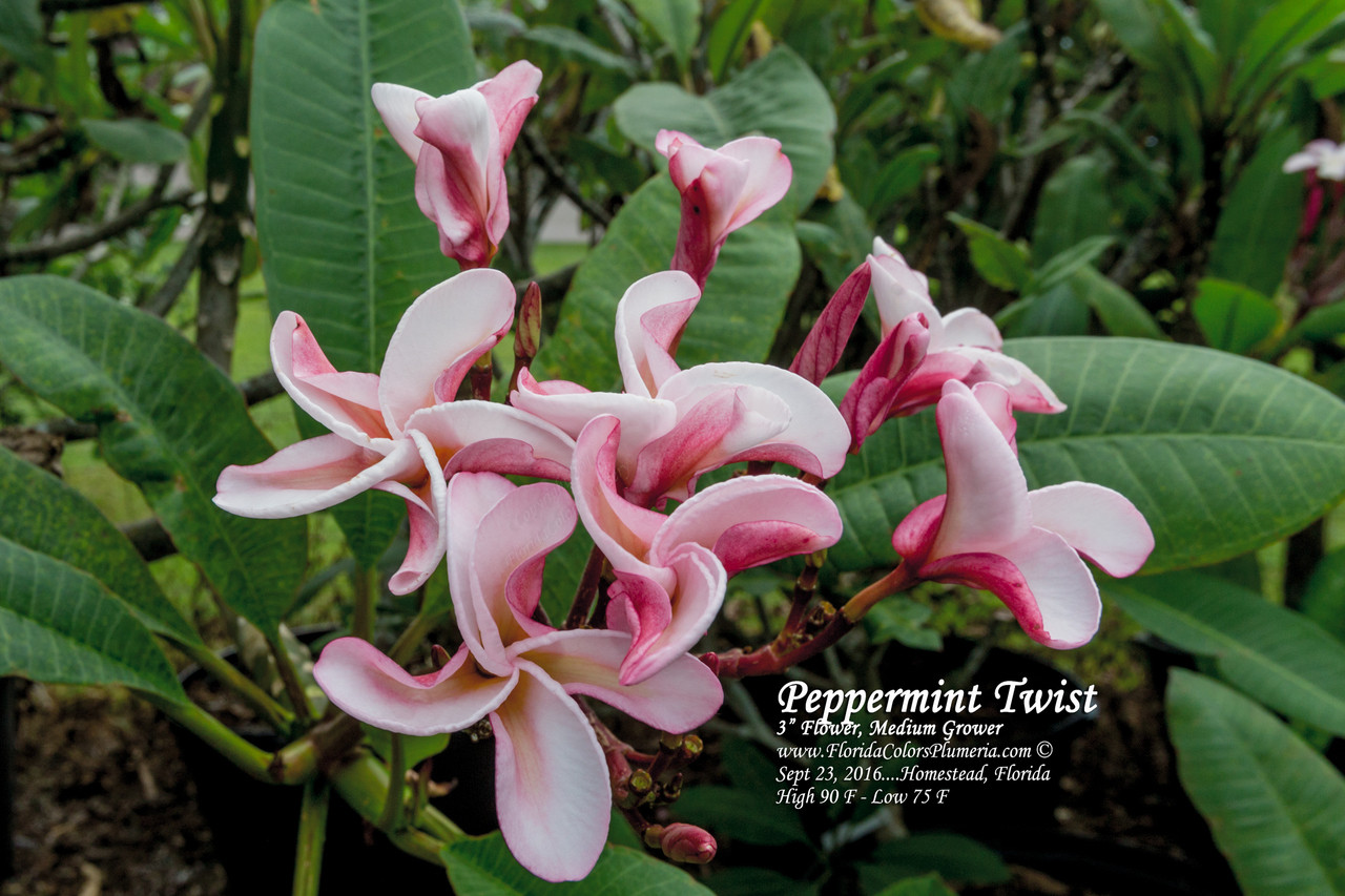Peppermint Twist Plumeria Introduced by Florida Colors Nursery