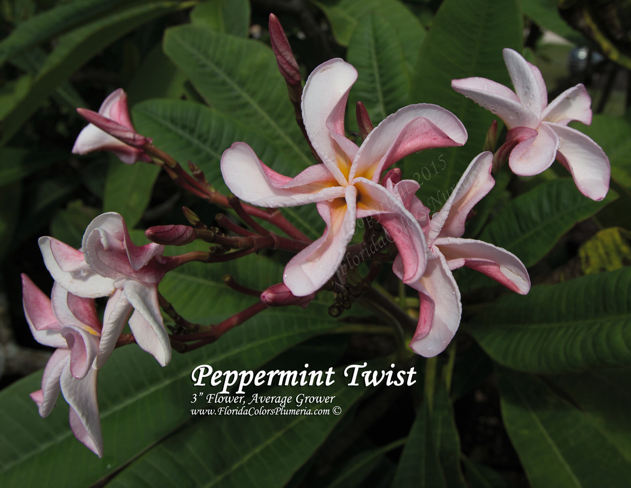Peppermint Twist Plumeria Florida Colors Nursery