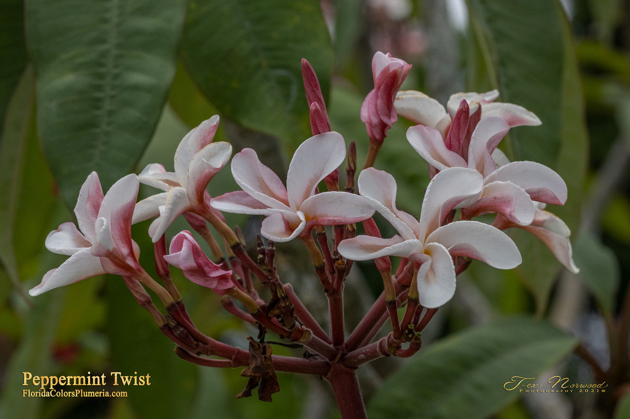 Peppermint Twist Plumeria Introduced by Florida Colors Nursery