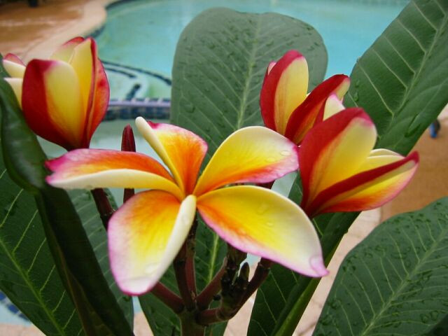 Pink Lemonade Plumeria
