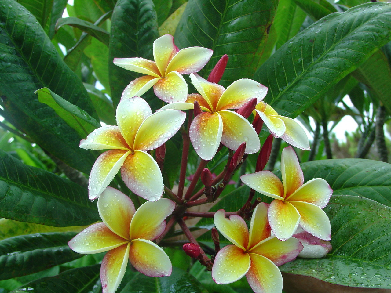 Pink Lemonade Plumeria