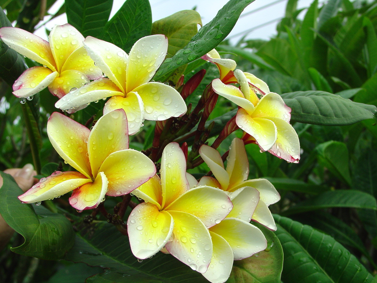 Pink Lemonade Plumeria