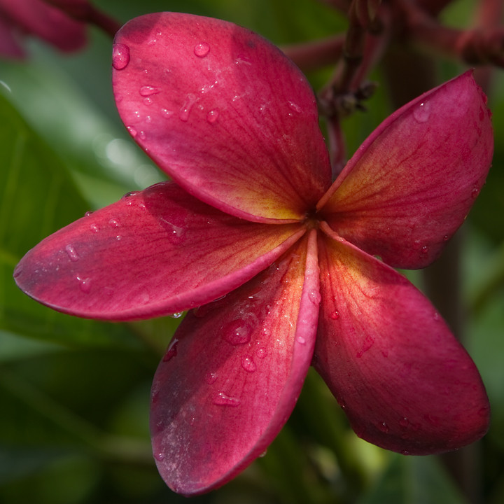 Scarlet Knight aka Wildfire Plumeria Florida Colors Nursery