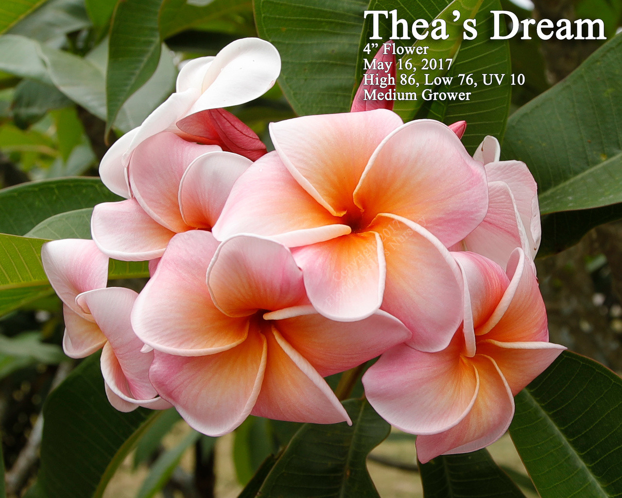 Thea's Dream Plumeria Introduced by Florida Colors Nursery