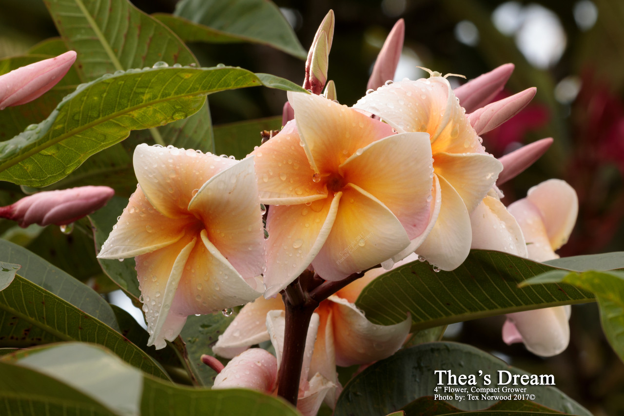 Thea's Dream Plumeria Introduced by Florida Colors Nursery