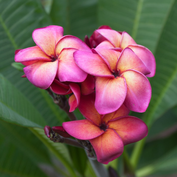 Fletch Plumeria Introduced by Florida Colors Nursery