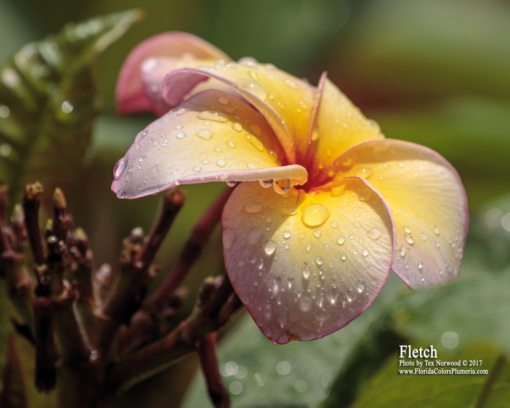 Fletch Plumeria Introduced by Florida Colors Nursery