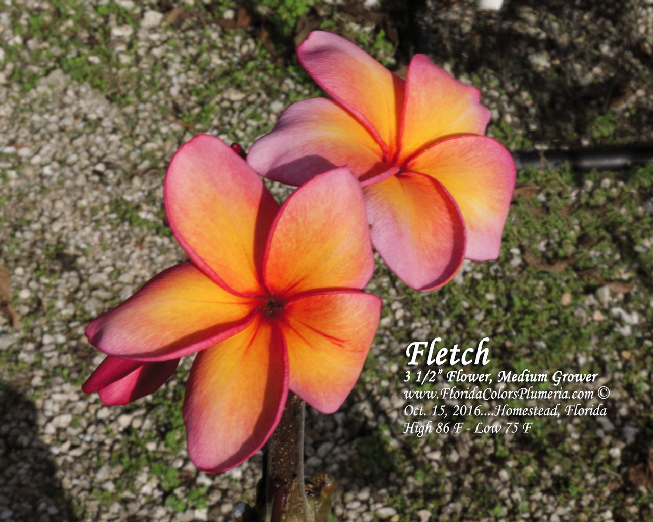 Fletch Plumeria Introduced by Florida Colors Nursery