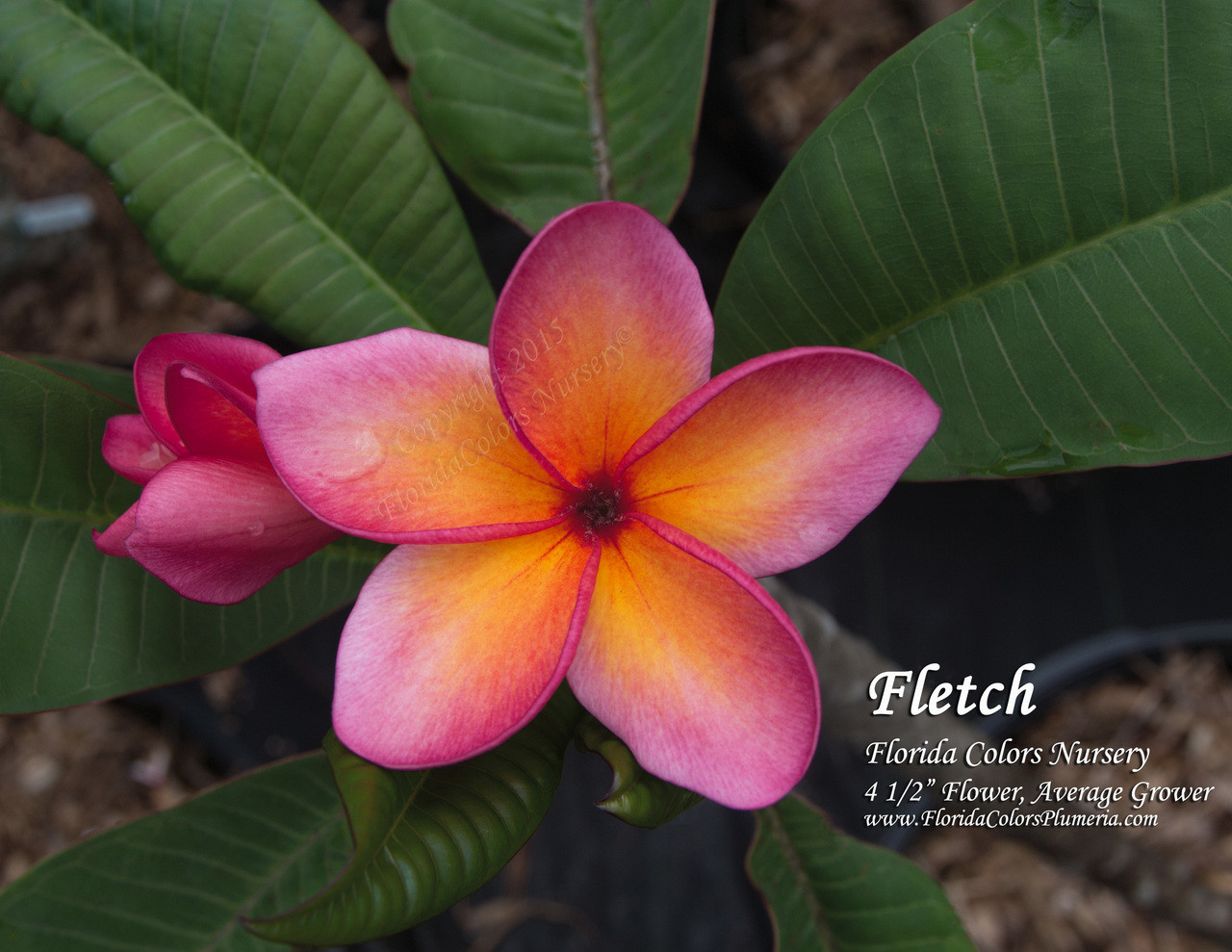 Fletch Plumeria Introduced by Florida Colors Nursery