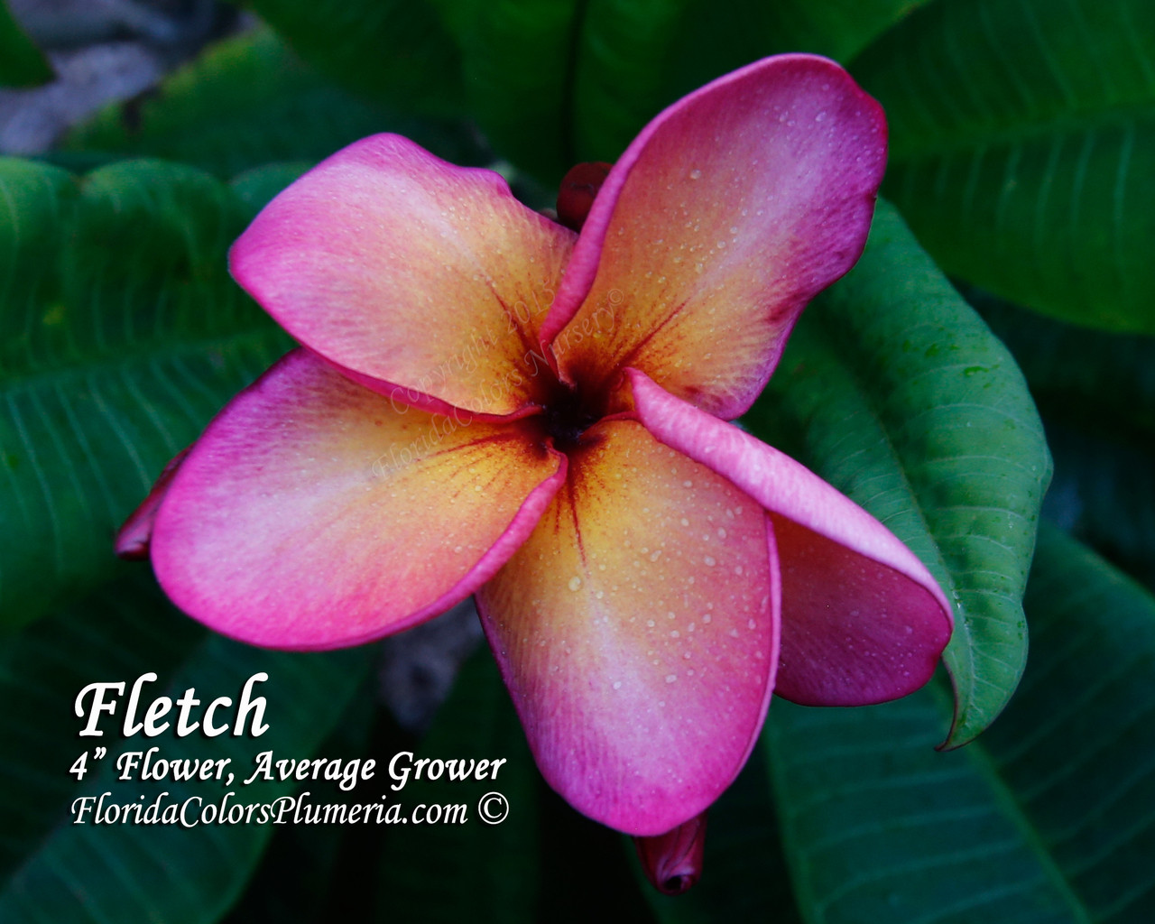 Fletch Plumeria Introduced by Florida Colors Nursery
