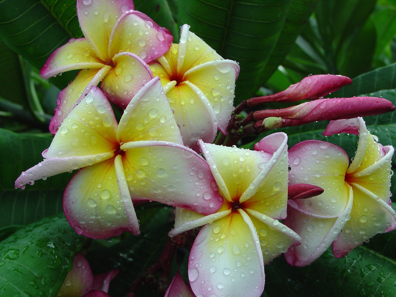 Jenny Plumeria Introduced by Jungle Jack aka Jeannie 63