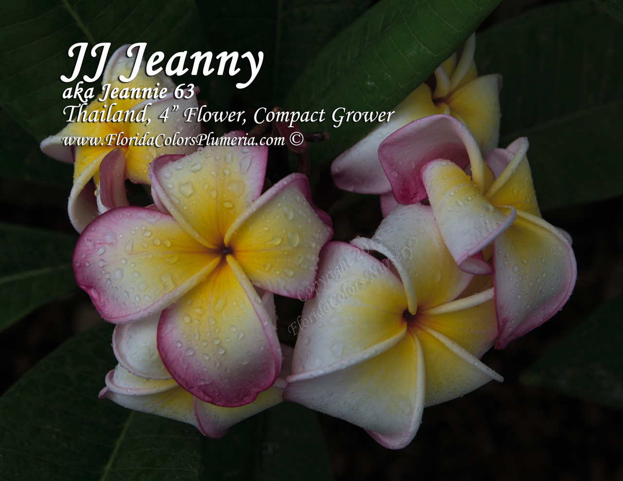 Jenny Plumeria Introduced by Jungle Jack aka Jeannie 63