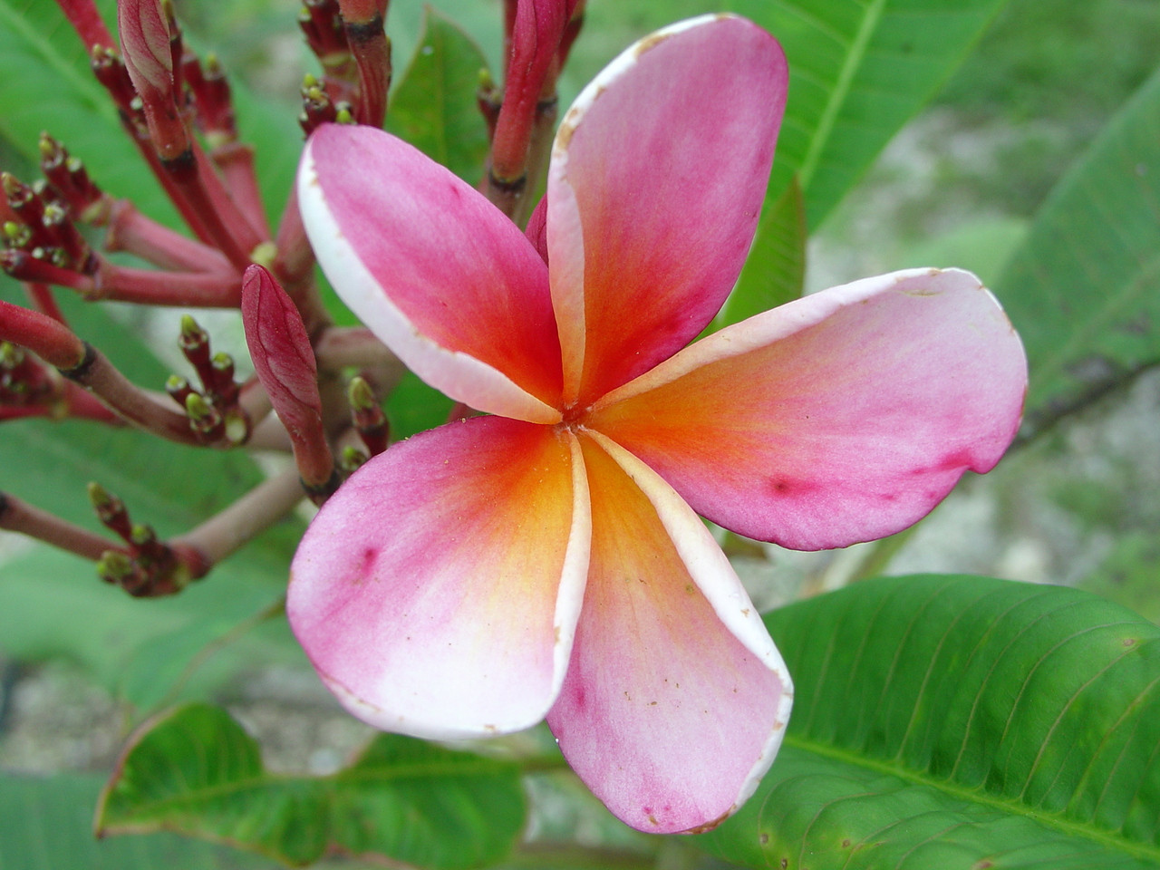 Watermelon Plumeria Florida Colors Nursery